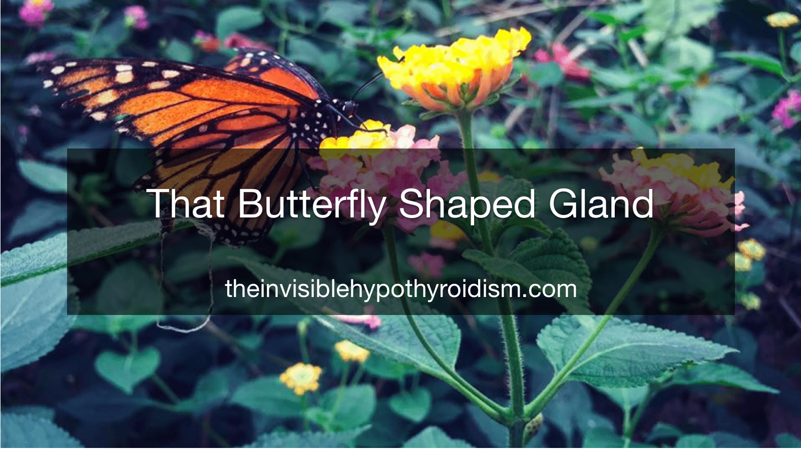 That Butterfly Shaped Gland