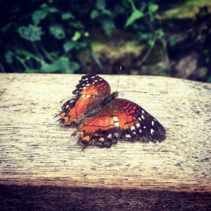An orange butterfly on a wooden bench arm