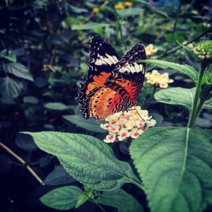 A beautiful orange butterfly with white tips on the wings