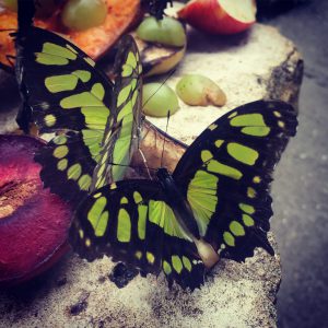 A yellow and green butterfly