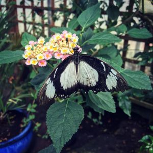 A white and black butterfly on pink flowers