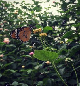 An orange spotted butterfly