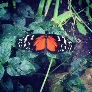 An orange centered butterfly with black and orange wings