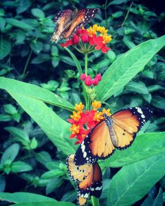 3 Orange butterflies on a red, orange and yellow flower