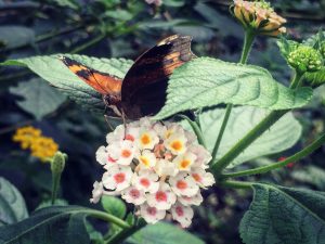 An orange butterfly sat on small white and pink flower