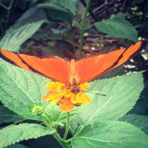 A bright orange butterfly on small yellow flowers