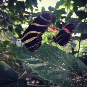 Two black and white striped butterflies on a leaf