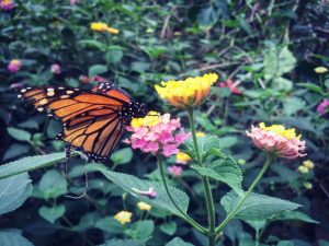 An orange and black butterfly