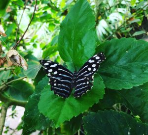 A spotted black and white butterfly