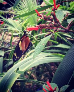 An orange and black butterfly next to berries