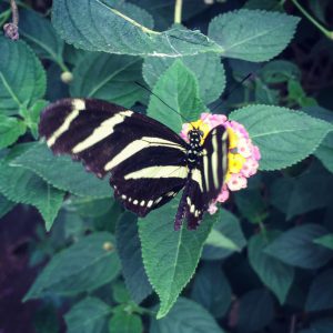 A black and cream striped butterfly