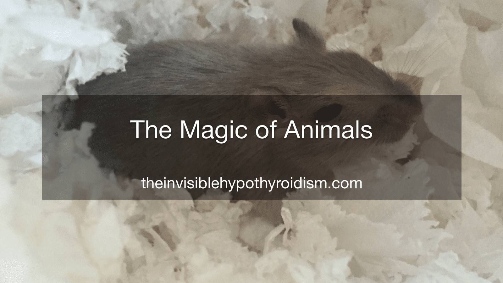 The Magic of Animals