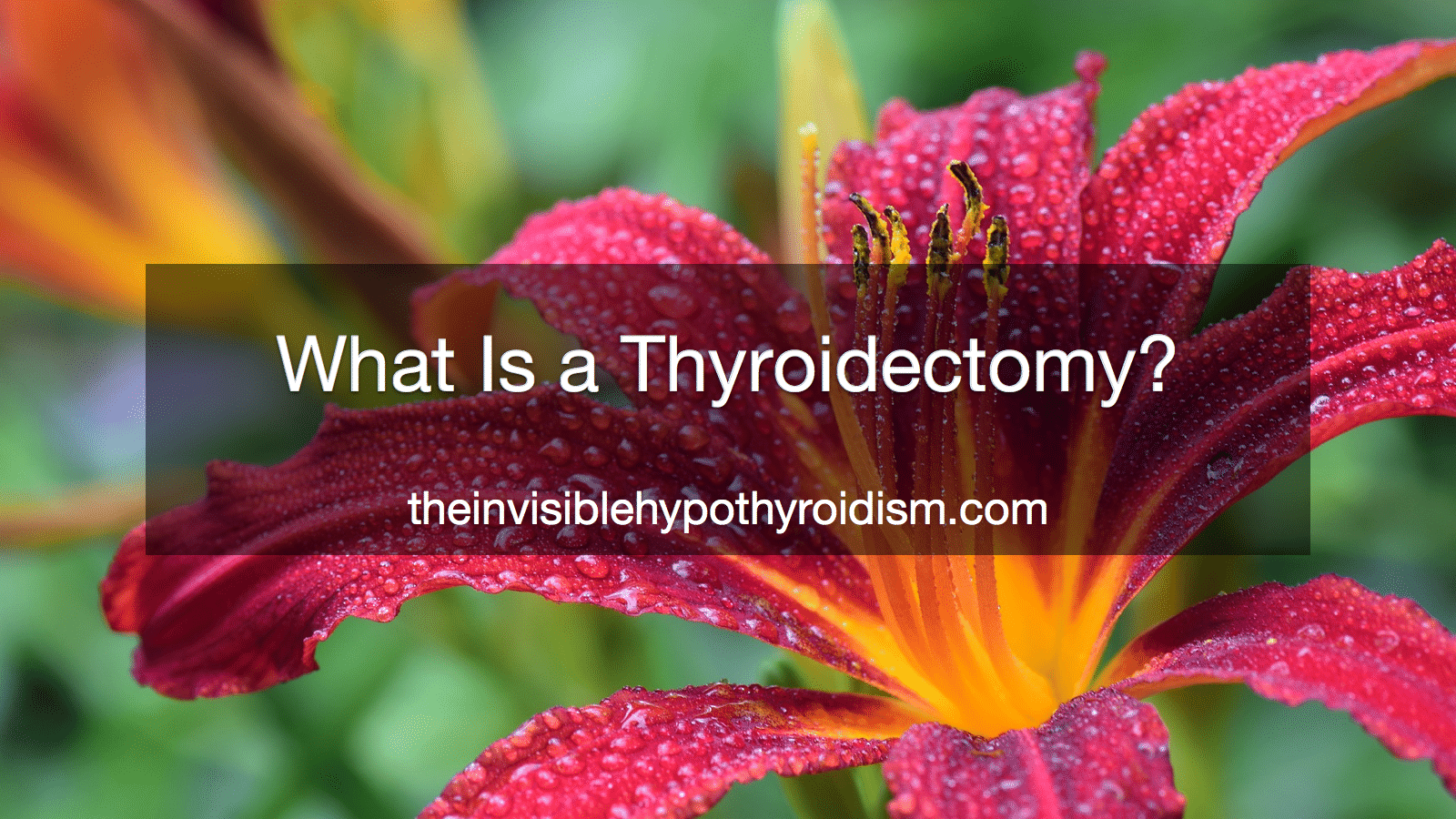 What Is a Thyroidectomy?