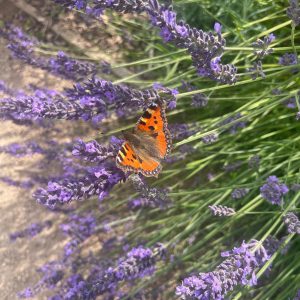 Butterfly in Lavender